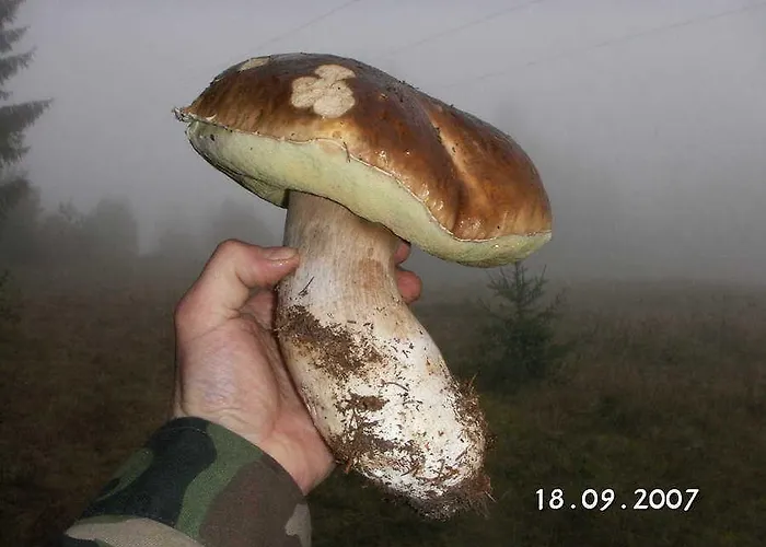 シャレー Stara Horaren 2 *