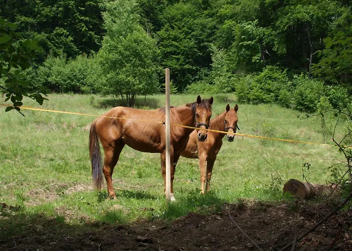 Stara Horaren 2 دوبسينا